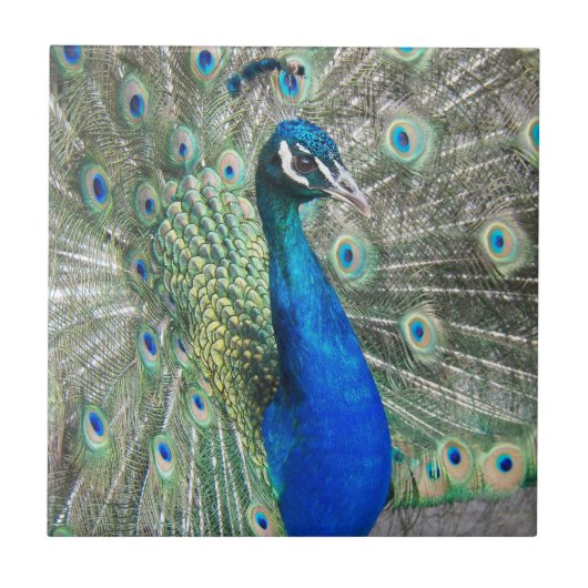 Beautiful Blue Peacock Feathers Fliese (Vorderseite)