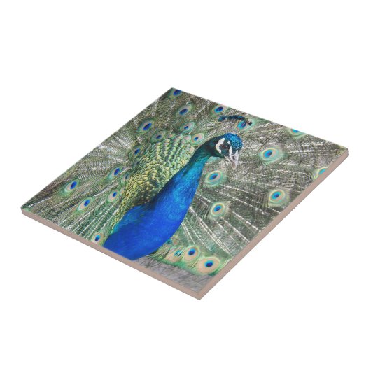 Beautiful Blue Peacock Feathers Fliese (Seite)