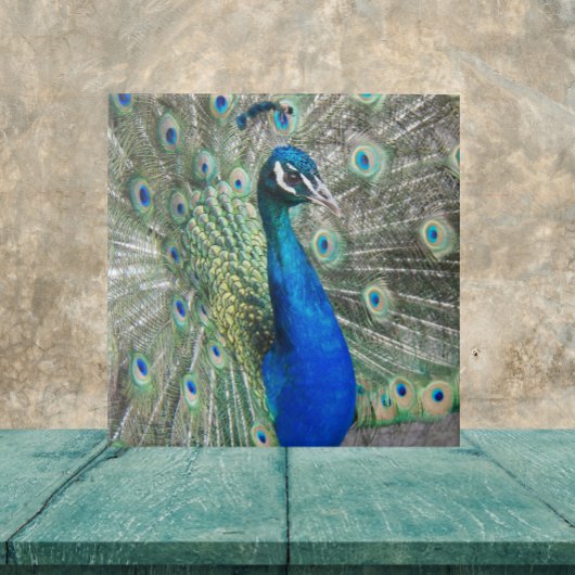 Beautiful Blue Peacock Feathers Fliese