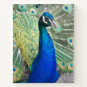Beautiful Blue Peacock Feathers Foto Notizblock (Rückseite)