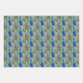 Beautiful Blue Peacock Feathers Geschenkpapier Set (Vorderseite 3)