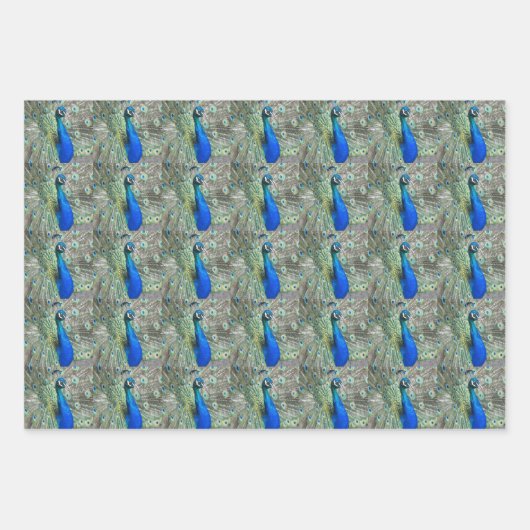Beautiful Blue Peacock Feathers Geschenkpapier Set (Vorderseite 3)