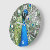 Beautiful Blue Peacock Feathers Große Wanduhr (Winkel)
