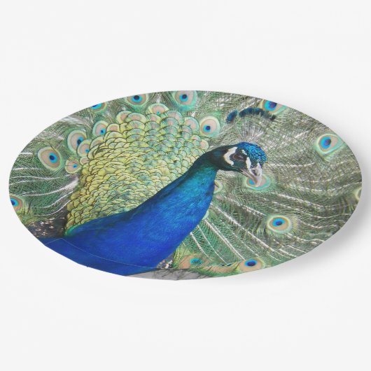 Beautiful Blue Peacock Feathers Pappteller (Schrägansicht)