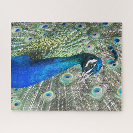 Beautiful Blue Peacock Feathers Puzzle (Horizontal)