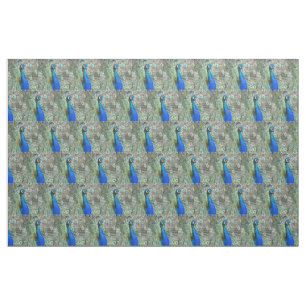 Beautiful Blue Peacock Feathers Stoff