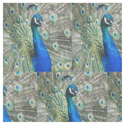 Beautiful Blue Peacock Feathers Stoff (Nahaufnahme)