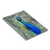 Beautiful Blue Peacock Foto Notizblock (Rechte Seite)