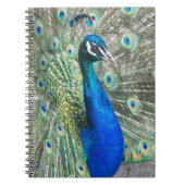 Beautiful Blue Peacock Foto Notizblock (Vorderseite)