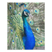 Beautiful Blue Peacock Fotodruck (Vorne)