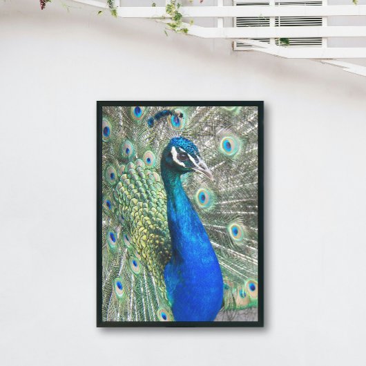 Beautiful Blue Peacock Fotodruck