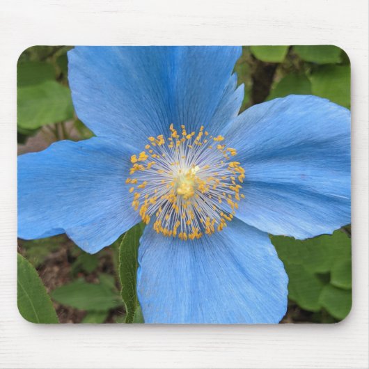 Beautiful Blue Poppy Blumenmousepad Mousepad (Vorne)