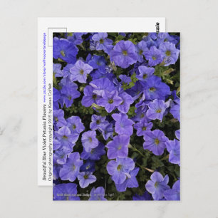 Beautiful Blue Violet Petunia Blume Foto Postkarte