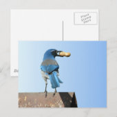 Beautiful Bluebird Postkarte (Vorne/Hinten)