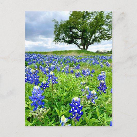 Beautiful Bluebonnets Texas Photography Postkarte (Vorderseite)