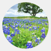 Beautiful Bluebonnets Texas Photography