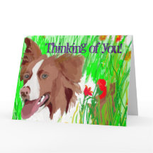 Beautiful Border Collie Sends Liebe