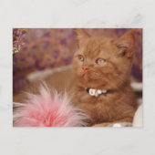 Beautiful British Shorthair Kitten Postkarte (Vorderseite)