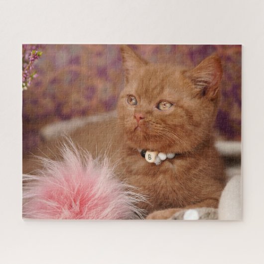 Beautiful British Shorthair Kitten Puzzle (Horizontal)
