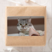 Beautiful British Shorthair Tomcat (Insitu)