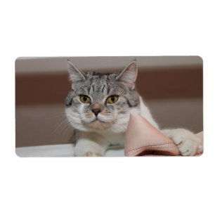 Beautiful British Shorthair Tomcat