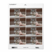 Beautiful British Shorthair Tomcat (Vorne)