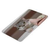 Beautiful British Shorthair Tomcat Magnet (Linke Seite)