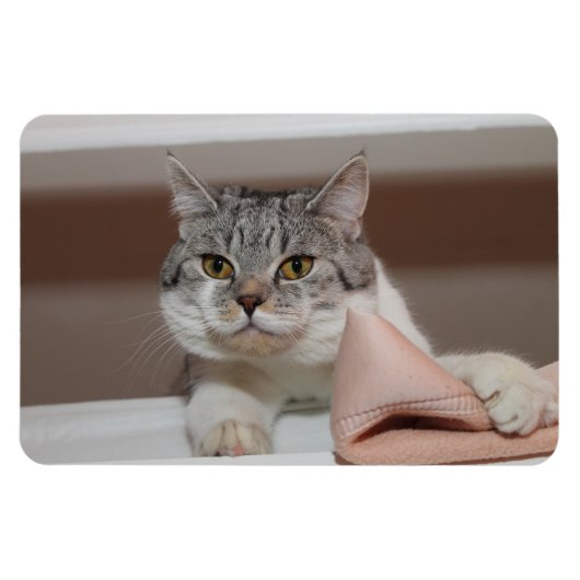 Beautiful British Shorthair Tomcat Magnet (Horizontal)