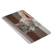 Beautiful British Shorthair Tomcat Magnet (Rechte Seite)