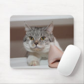 Beautiful British Shorthair Tomcat Mousepad (Mit Mouse)