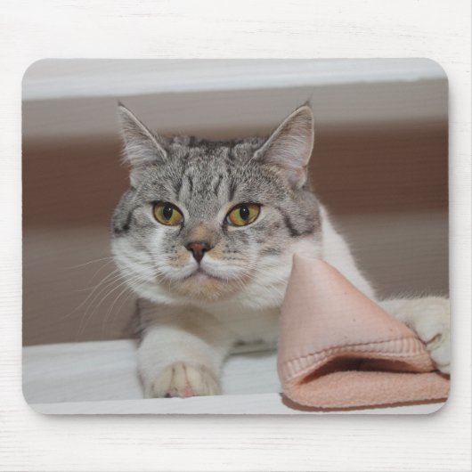 Beautiful British Shorthair Tomcat Mousepad (Vorne)