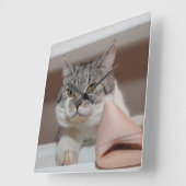 Beautiful British Shorthair Tomcat Quadratische Wanduhr (Winkel)