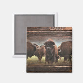 Beautiful Buffalo Herd Magnet (Vorderseite/Rückseite)