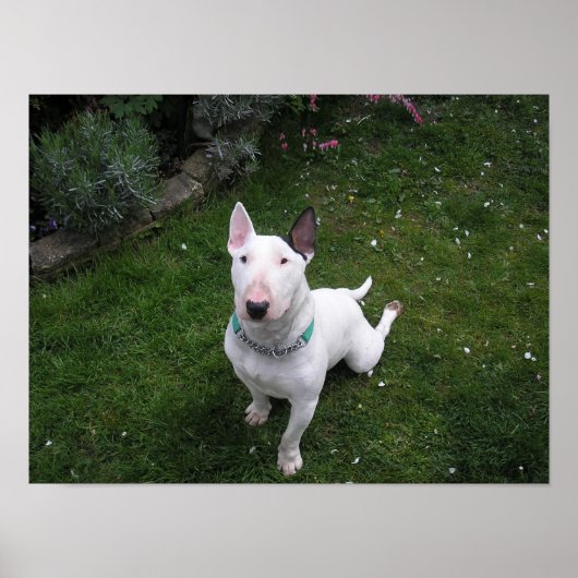 Beautiful Bull English Bull Terrier Poster (Vorne)