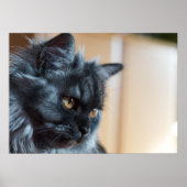 Beautiful cat poster (Vorne)