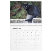 Beautiful Cats for all Who Love Them 2023 Calendar Kalender (Feb 2026)