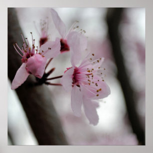 Beautiful Cherry Blossom Blume Poster