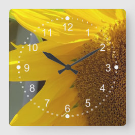 Beautiful Close Up of Sunflower Quadratische Wanduhr