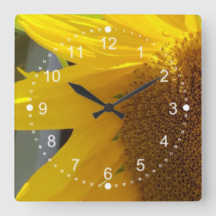 Beautiful Close Up of Sunflower Quadratische Wanduhr