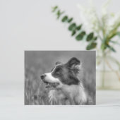 Beautiful Collie Dog Postkarte (Stehend Vorderseite)