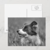 Beautiful Collie Dog Postkarte (Vorne/Hinten)