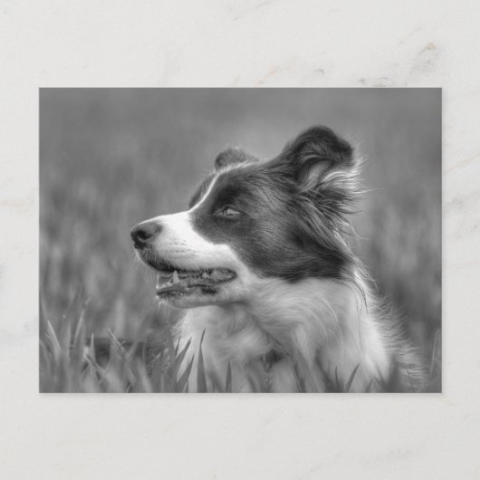 Beautiful Collie Dog Postkarte (Vorderseite)