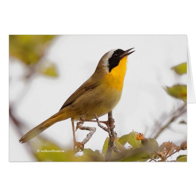 Beautiful Common Yellowthroat Warbler Songbird (Vorderseite (Horizontal))