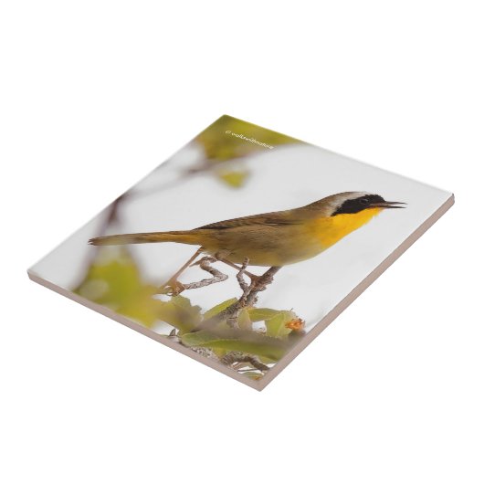 Beautiful Common Yellowthroat Warbler Songbird Fliese (Seite)