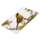 Beautiful Common Yellowthroat Warbler Songbird Magnet (Linke Seite)