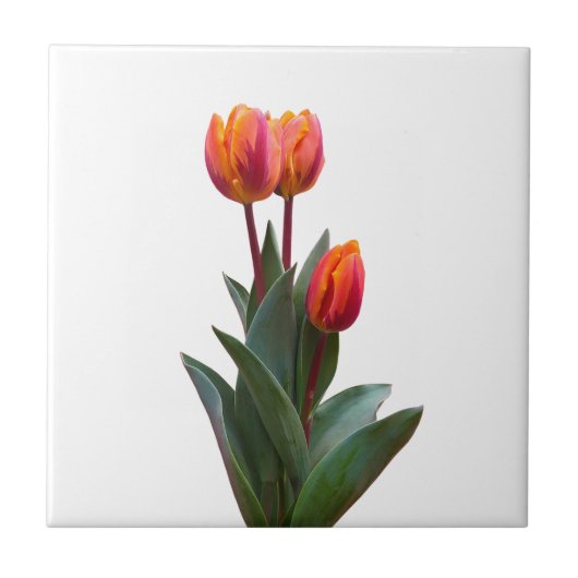 Beautiful Coral Tulip Keramik Tile Fliese (Vorderseite)