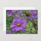 Beautiful Cosmea Blume DIY Postkarte (Vorne/Hinten)