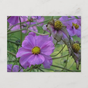 Beautiful Cosmea Blume DIY Postkarte