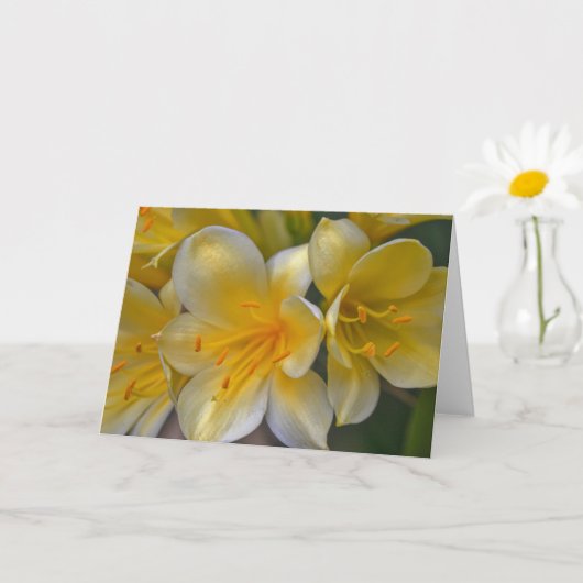 Beautiful Cream Yellow Gold Liege Blume Kunst, Dic Karte (Kleine Pflanze)