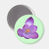 Beautiful Crocus Magnet (Vorderseite/Rückseite)